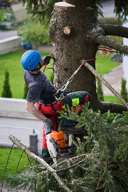 Best Emergency Tree Removal  in Lapwai, ID