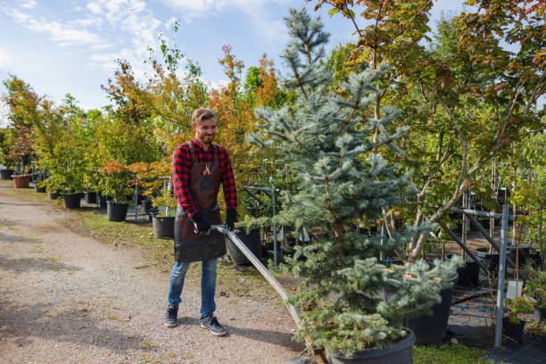 How Our Tree Care Process Works  in  Lapwai, ID