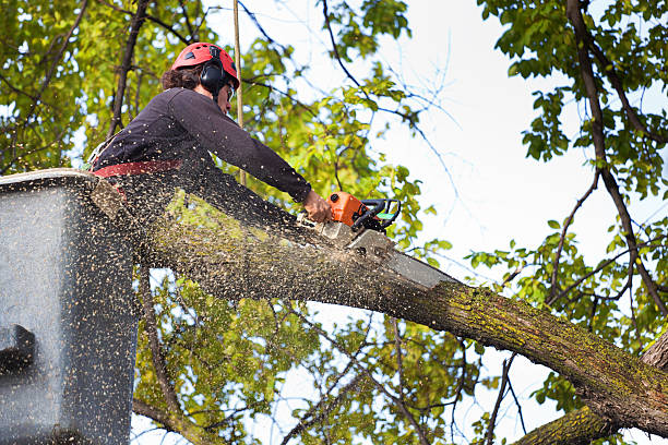 Best Aeration Services  in Lapwai, ID